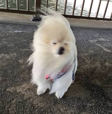 風に吹かれている画像下さい。