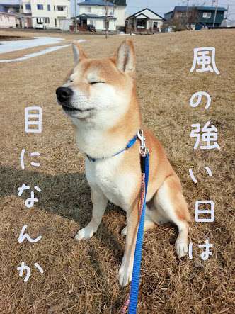 風に吹かれている画像下さい。