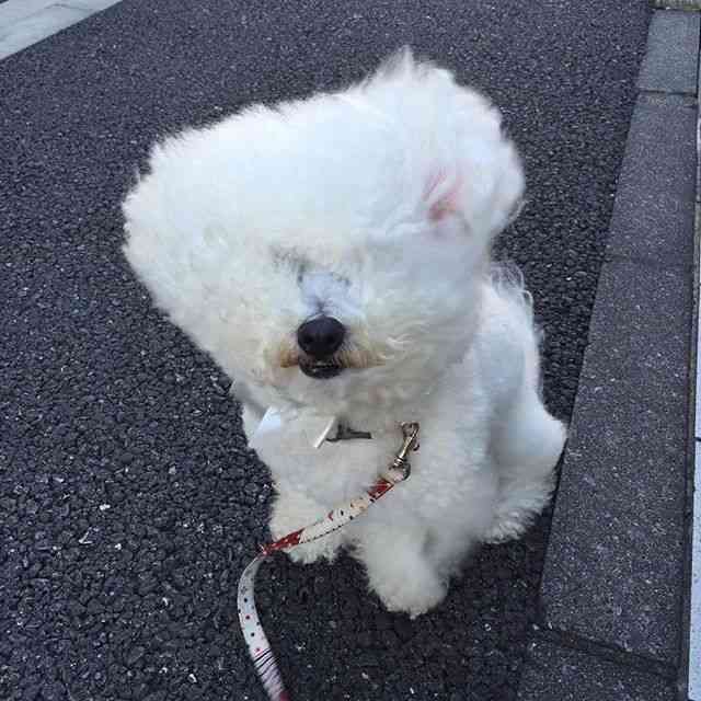 風に吹かれている画像下さい。