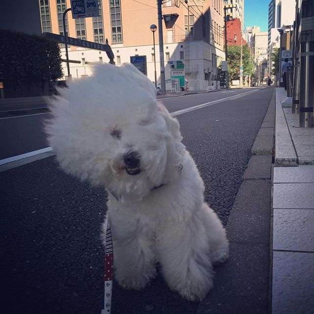 風に吹かれている画像下さい。