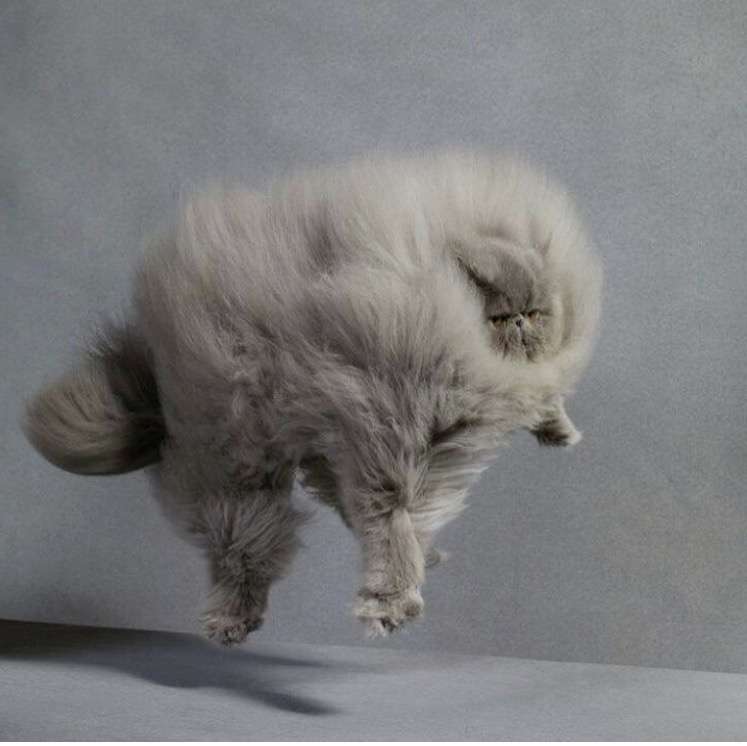 風に吹かれている画像下さい。