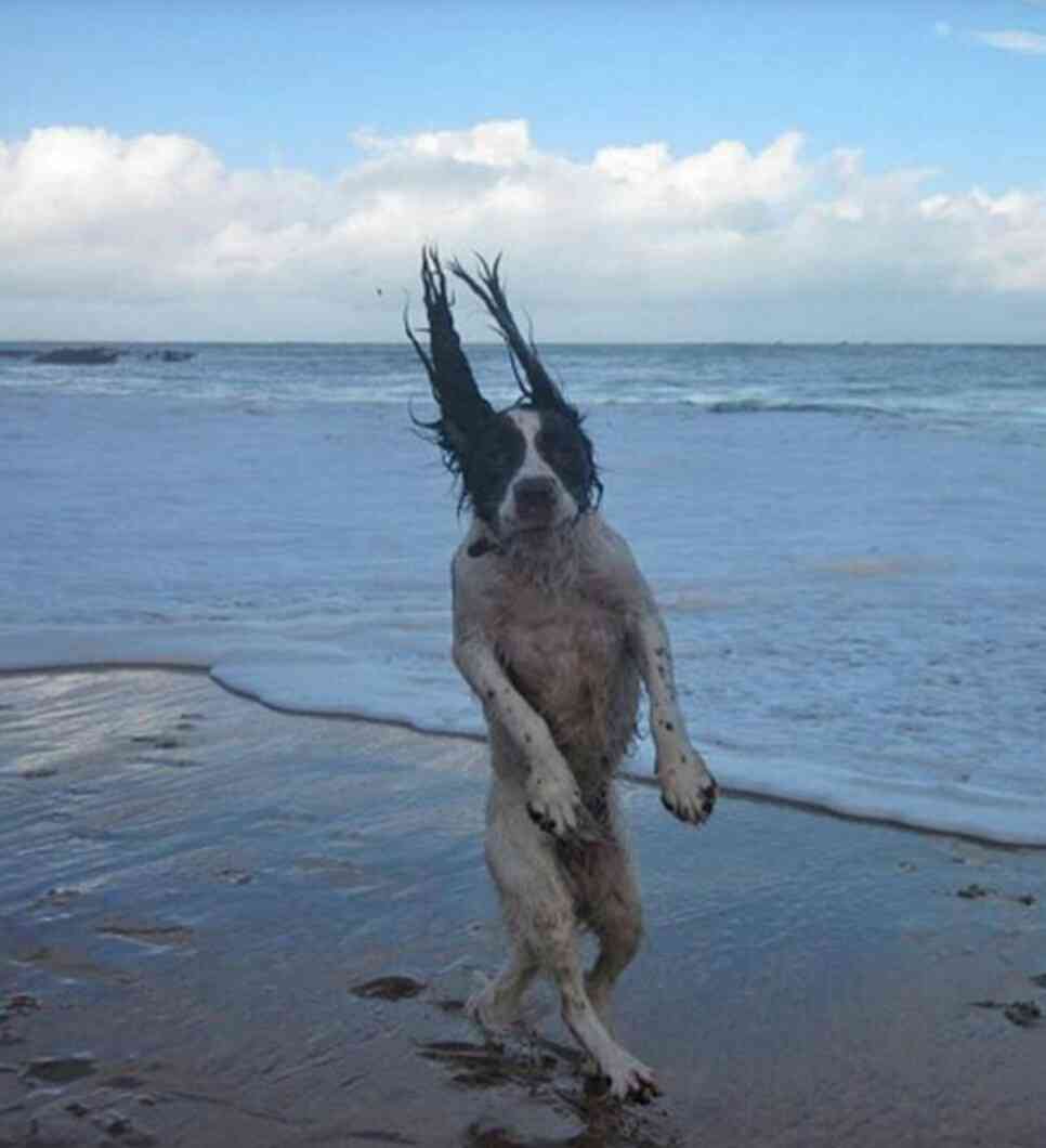 風に吹かれている画像下さい。