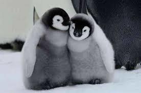 【癒し】思わずモフモフしたくなる動物の画像