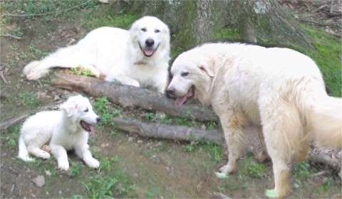 【癒し】思わずモフモフしたくなる動物の画像
