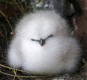 【癒し】思わずモフモフしたくなる動物の画像