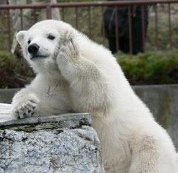 【癒し】思わずモフモフしたくなる動物の画像