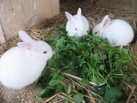 【癒し】思わずモフモフしたくなる動物の画像
