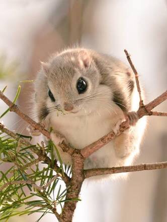 【癒し】思わずモフモフしたくなる動物の画像