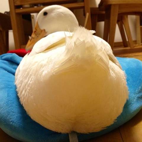 【癒し】思わずモフモフしたくなる動物の画像