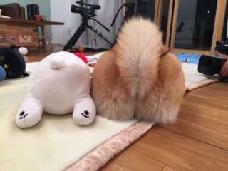 【癒し】思わずモフモフしたくなる動物の画像