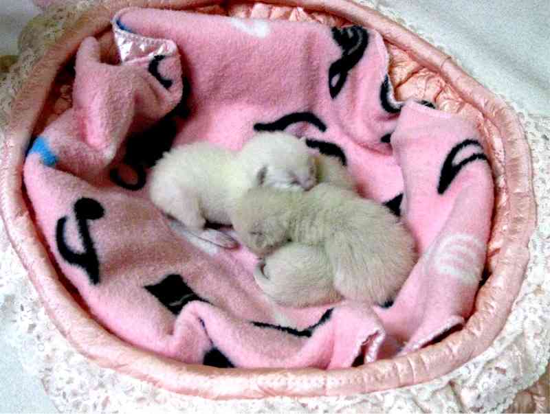 【癒し】思わずモフモフしたくなる動物の画像