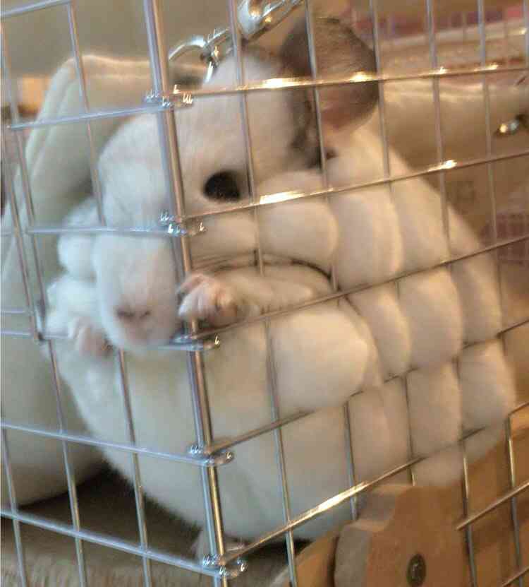 【癒し】思わずモフモフしたくなる動物の画像