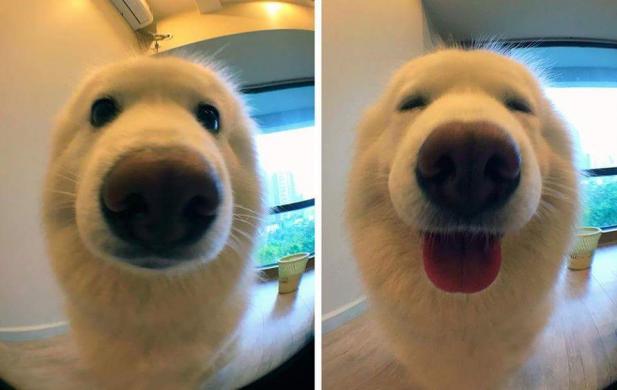 【癒し】思わずモフモフしたくなる動物の画像
