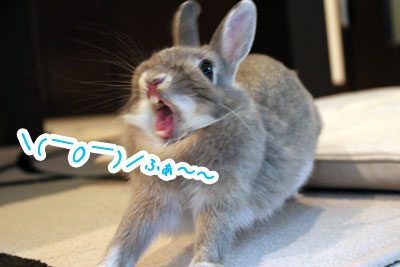 【癒し】思わずモフモフしたくなる動物の画像