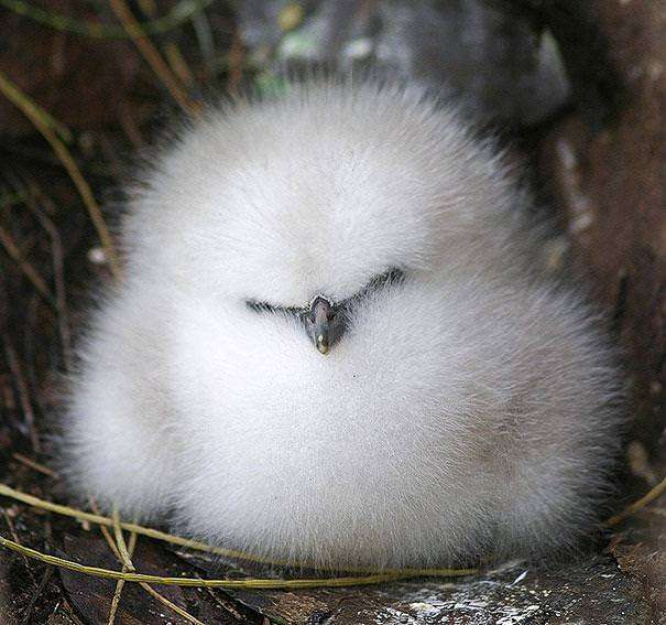 【癒し】思わずモフモフしたくなる動物の画像