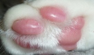【癒し】思わずモフモフしたくなる動物の画像