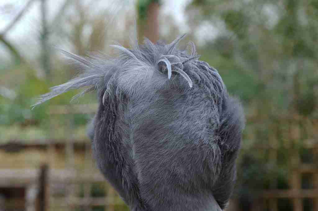【癒し】思わずモフモフしたくなる動物の画像