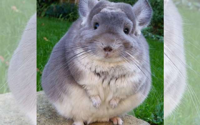 【癒し】思わずモフモフしたくなる動物の画像
