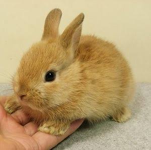 【癒し】思わずモフモフしたくなる動物の画像