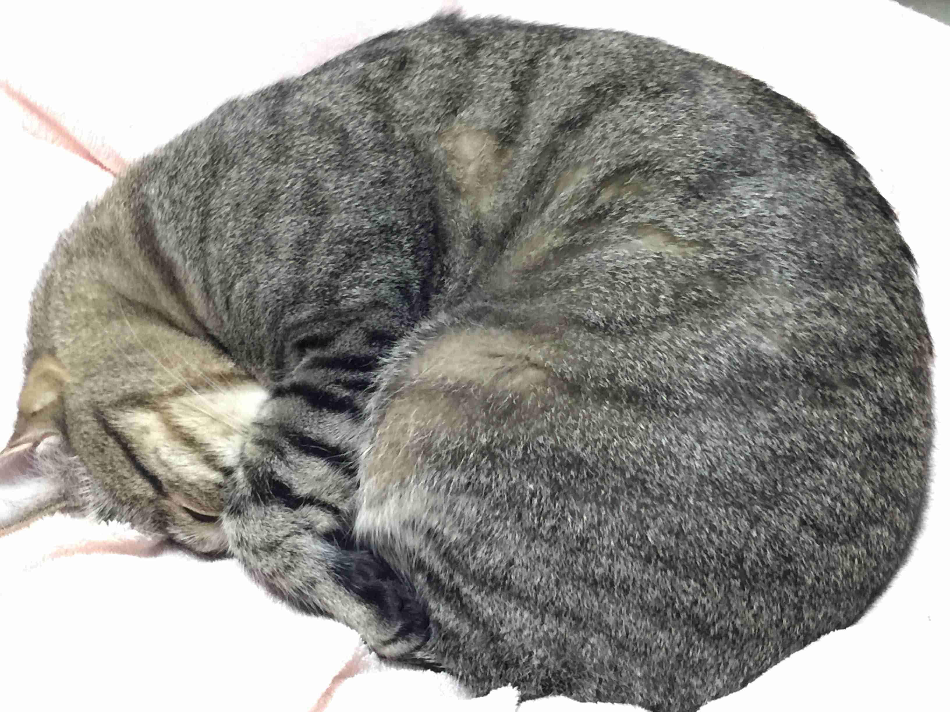 【癒し】思わずモフモフしたくなる動物の画像