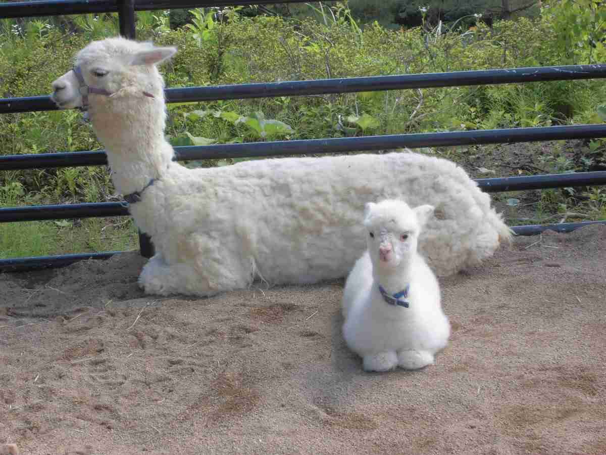 【癒し】思わずモフモフしたくなる動物の画像