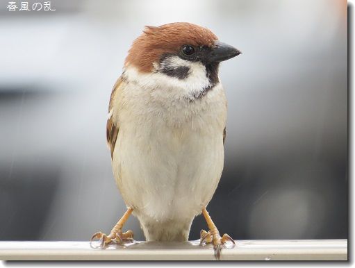 【癒し】思わずモフモフしたくなる動物の画像