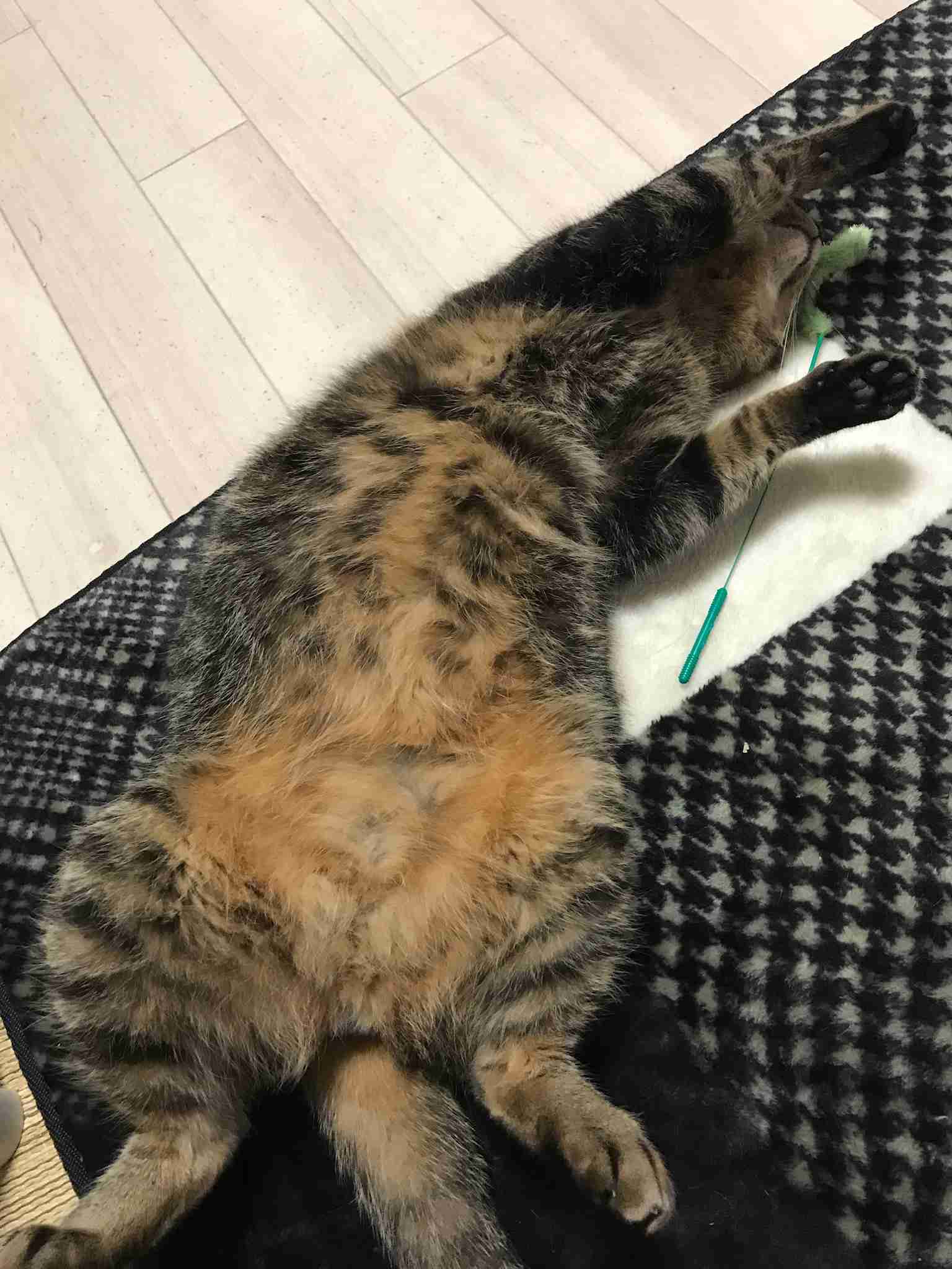 【癒し】思わずモフモフしたくなる動物の画像