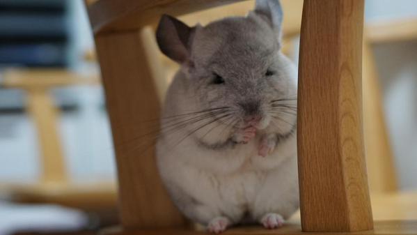 【癒し】思わずモフモフしたくなる動物の画像