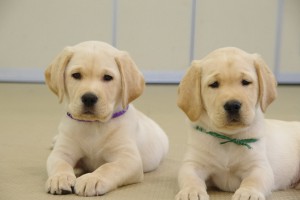犬の世界にガルちゃんがあったら