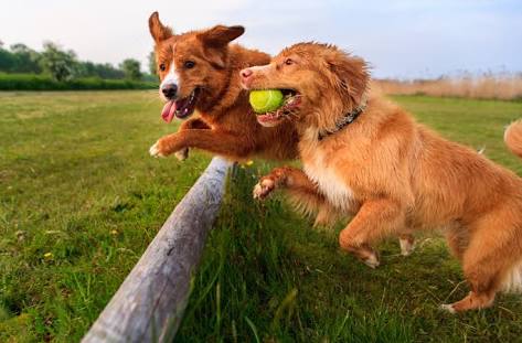 犬の世界にガルちゃんがあったら
