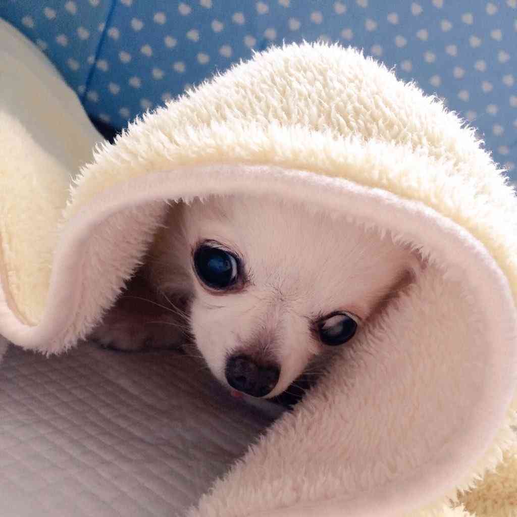 犬の世界にガルちゃんがあったら