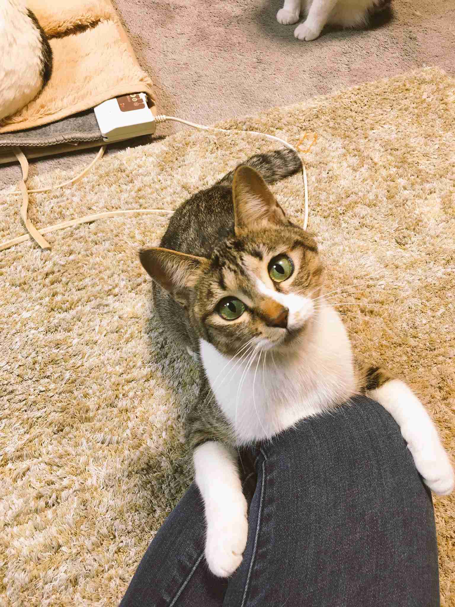 ガルちゃん猫カフェ15号店開店しました♪（初めての方も大歓迎！） 