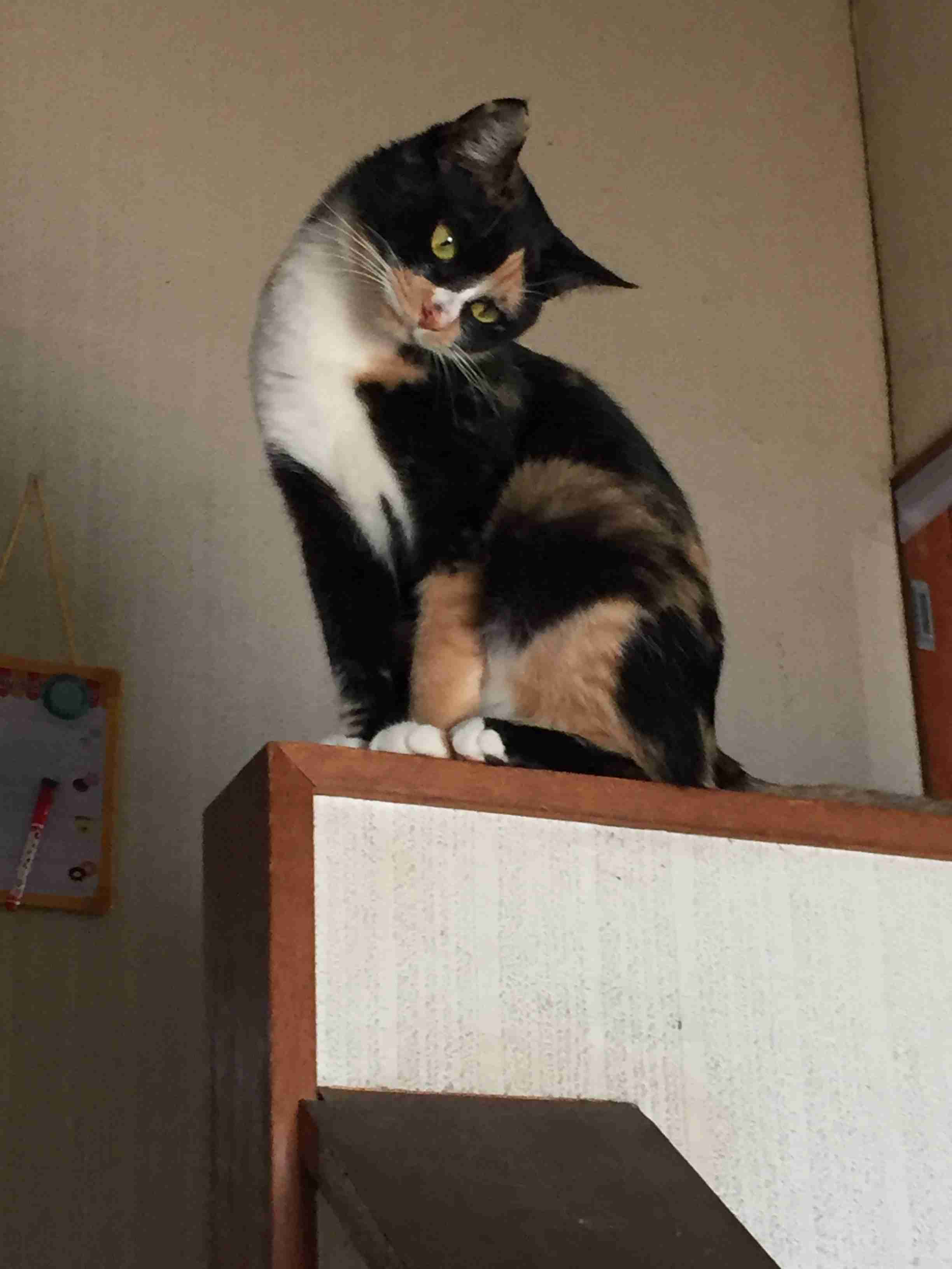 ガルちゃん猫カフェ15号店開店しました♪（初めての方も大歓迎！） 