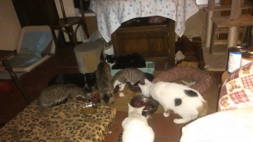 ガルちゃん猫カフェ15号店開店しました♪（初めての方も大歓迎！） 