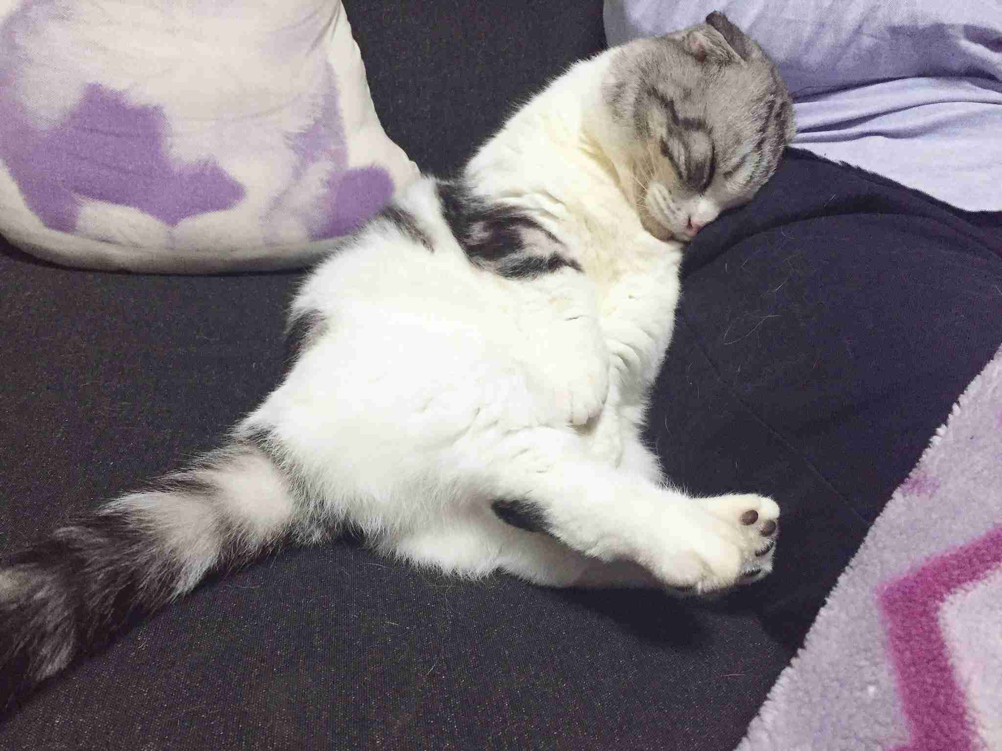 ガルちゃん猫カフェ15号店開店しました♪（初めての方も大歓迎！） 