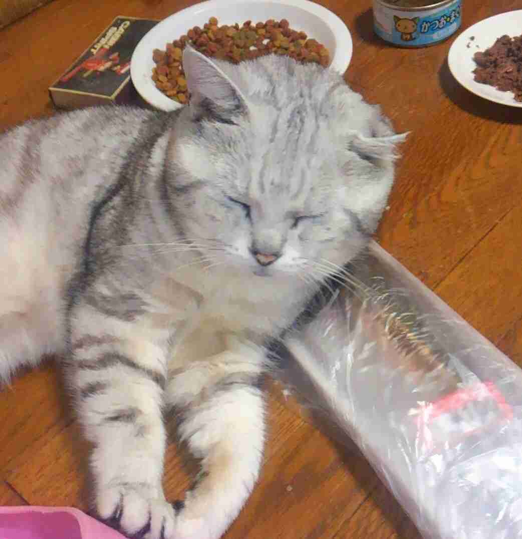 ガルちゃん猫カフェ15号店開店しました♪（初めての方も大歓迎！） 