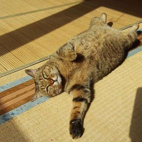 ガルちゃん猫カフェ15号店開店しました♪（初めての方も大歓迎！） 