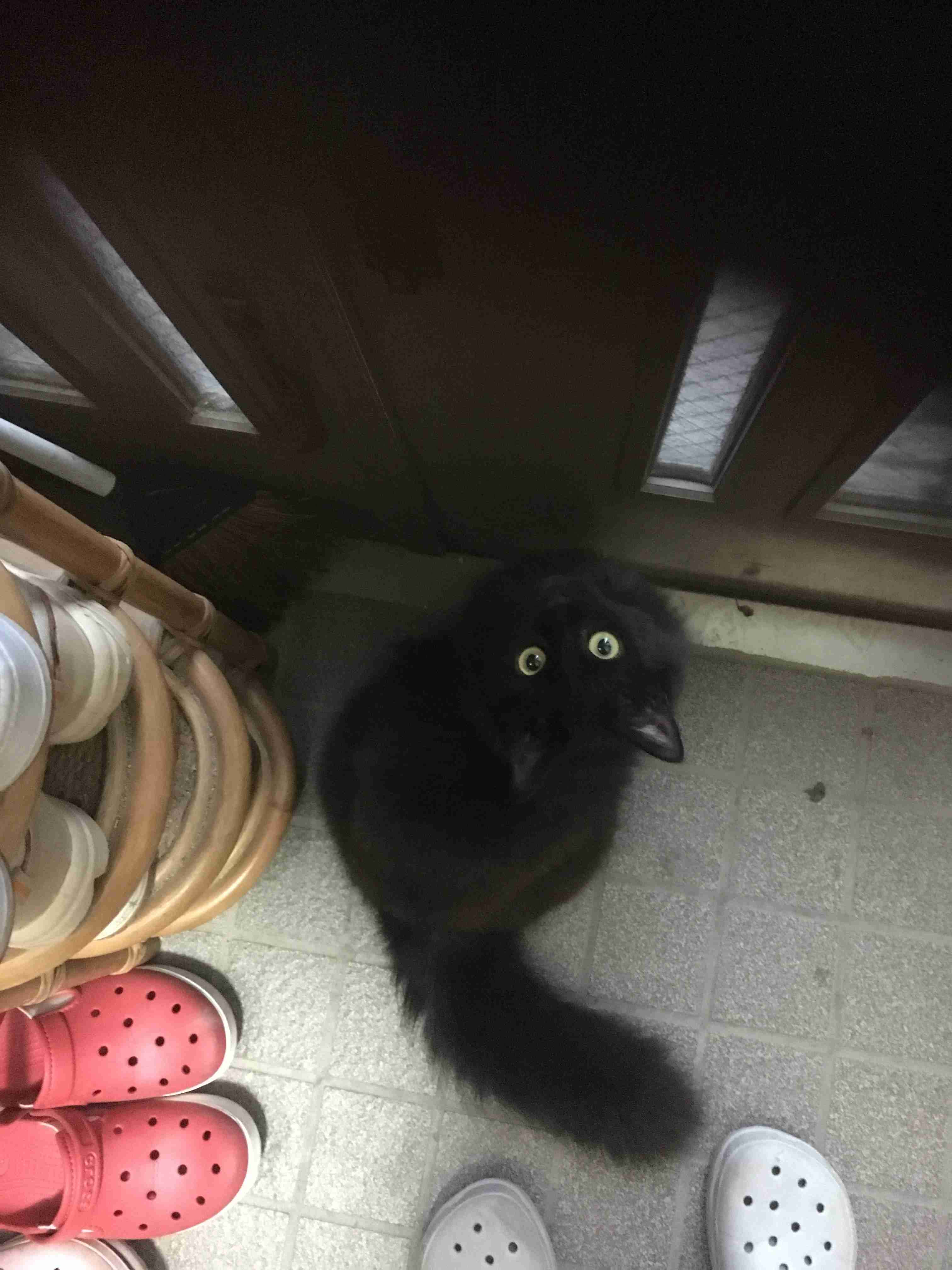 ガルちゃん猫カフェ15号店開店しました♪（初めての方も大歓迎！） 