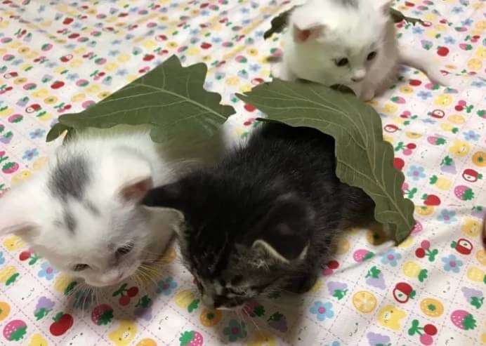 ガルちゃん猫カフェ15号店開店しました♪（初めての方も大歓迎！） 