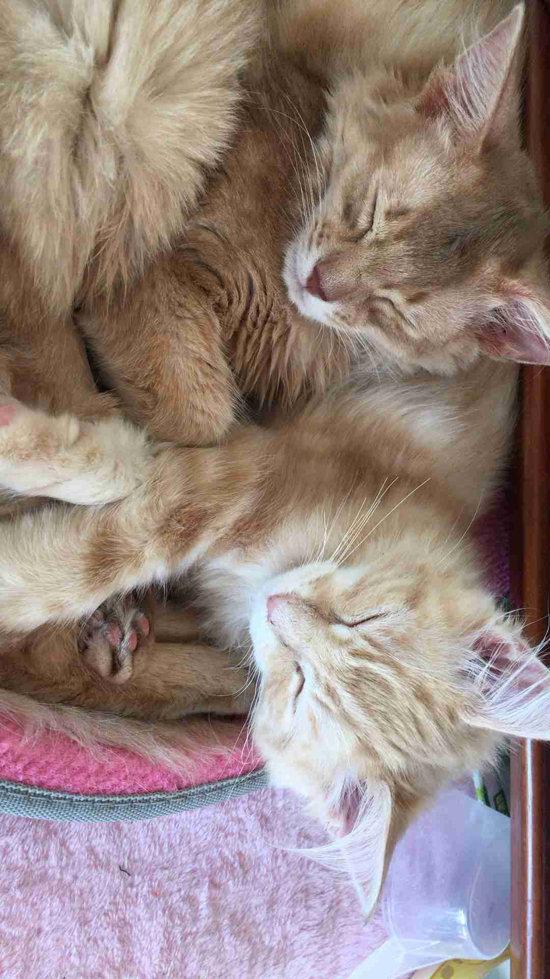 ガルちゃん猫カフェ15号店開店しました♪（初めての方も大歓迎！） 