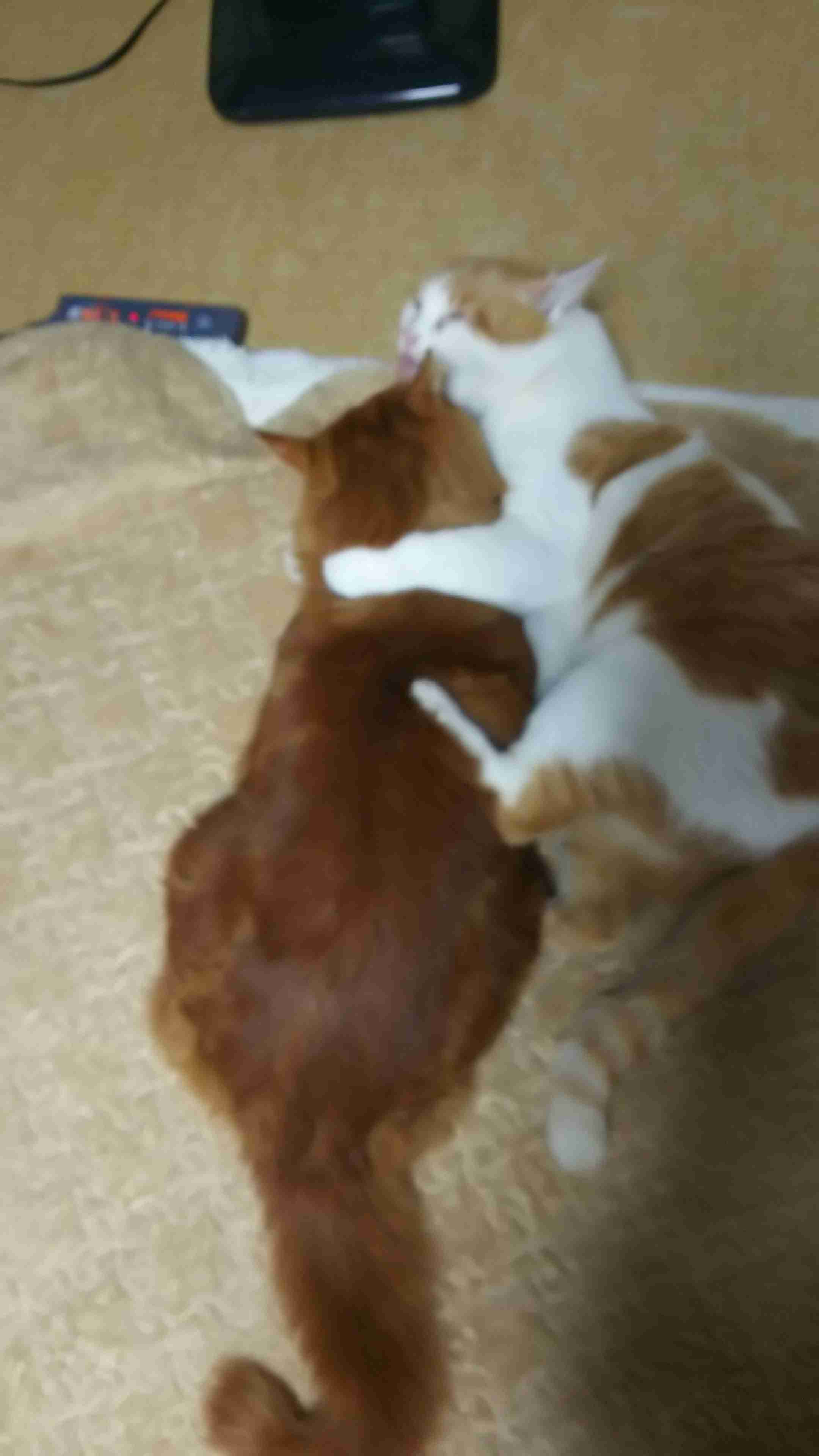 ガルちゃん猫カフェ15号店開店しました♪（初めての方も大歓迎！） 