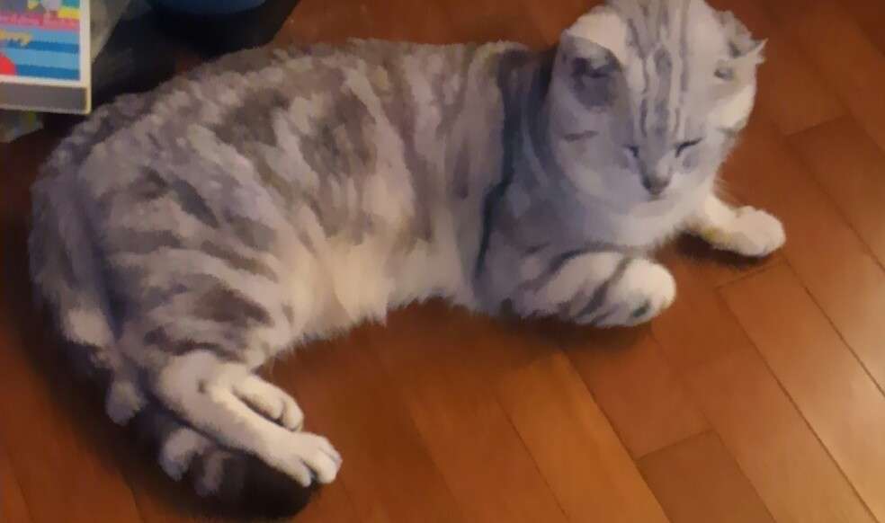 ガルちゃん猫カフェ15号店開店しました♪（初めての方も大歓迎！） 