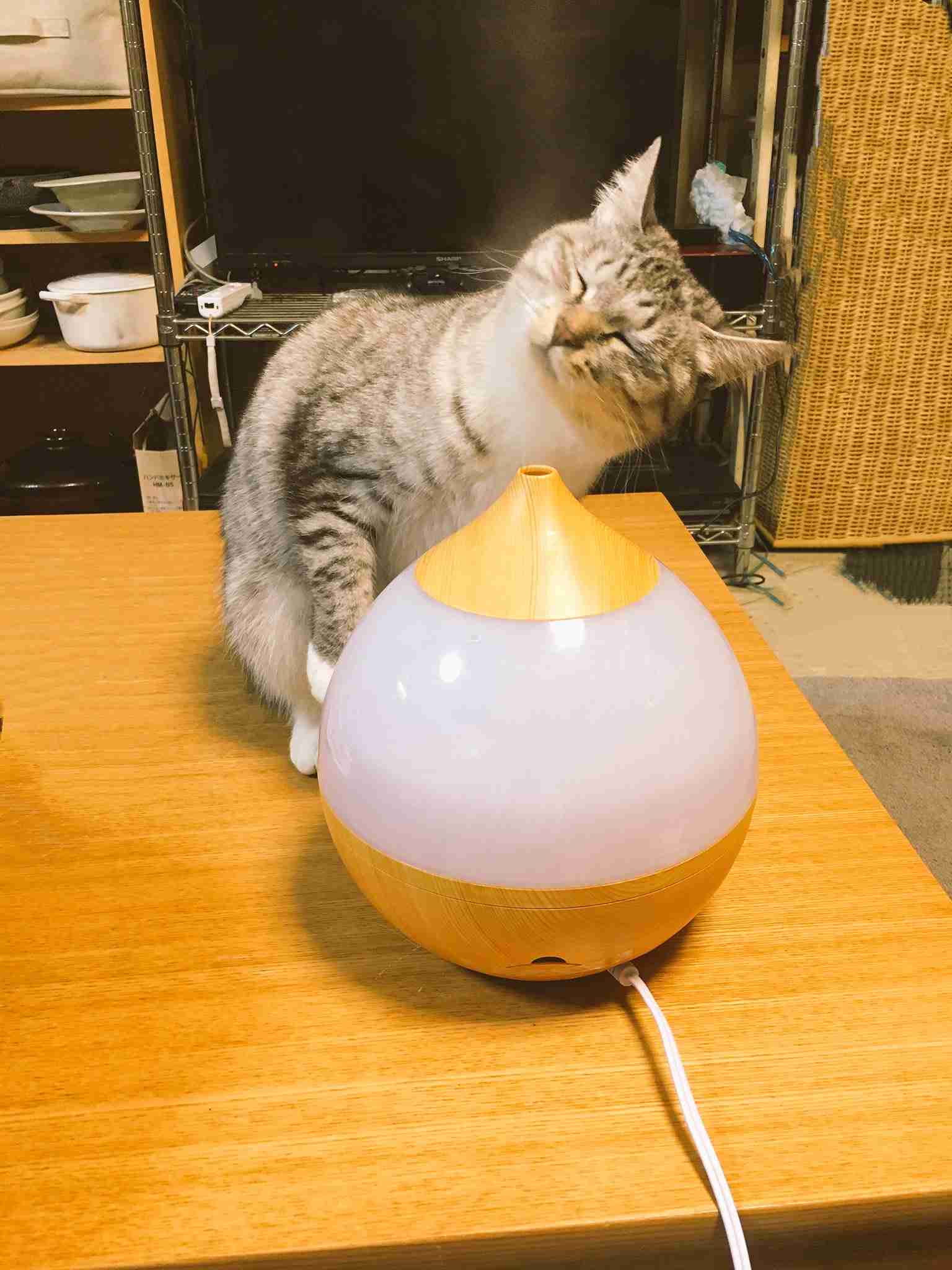 ガルちゃん猫カフェ15号店開店しました♪（初めての方も大歓迎！） 