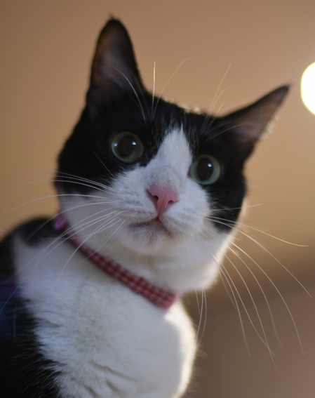 ガルちゃん猫カフェ15号店開店しました♪（初めての方も大歓迎！） 