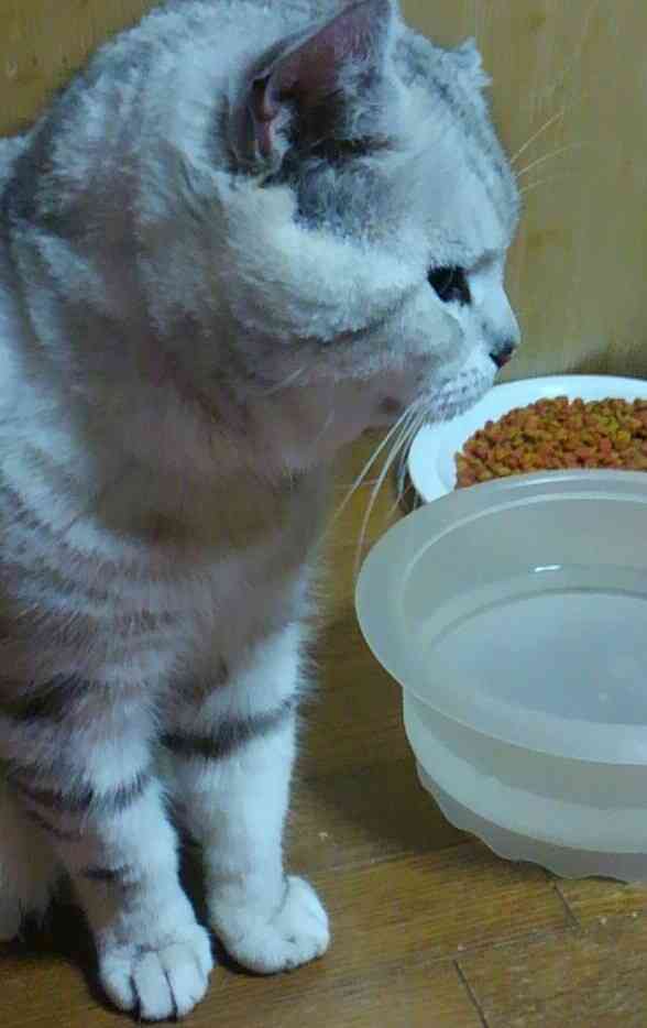 ガルちゃん猫カフェ15号店開店しました♪（初めての方も大歓迎！） 