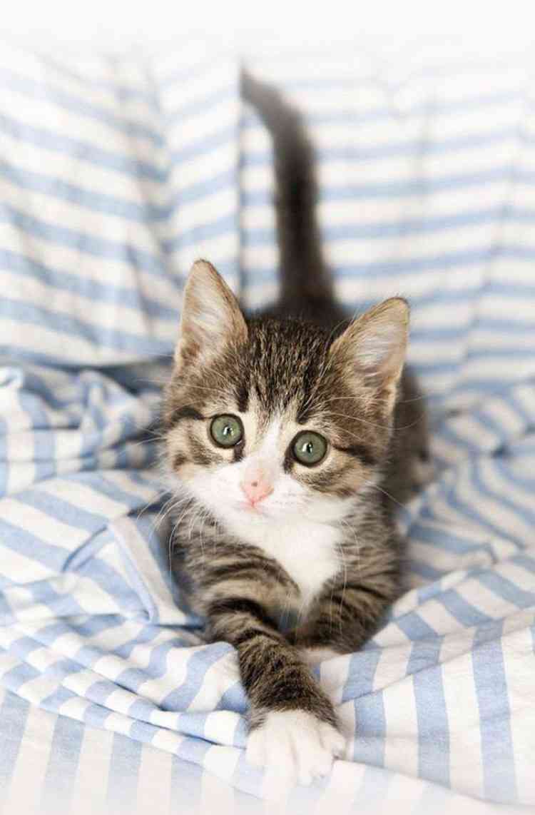ガルちゃん猫カフェ15号店開店しました♪（初めての方も大歓迎！） 