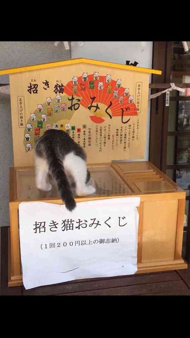 ガルちゃん猫カフェ15号店開店しました♪（初めての方も大歓迎！） 