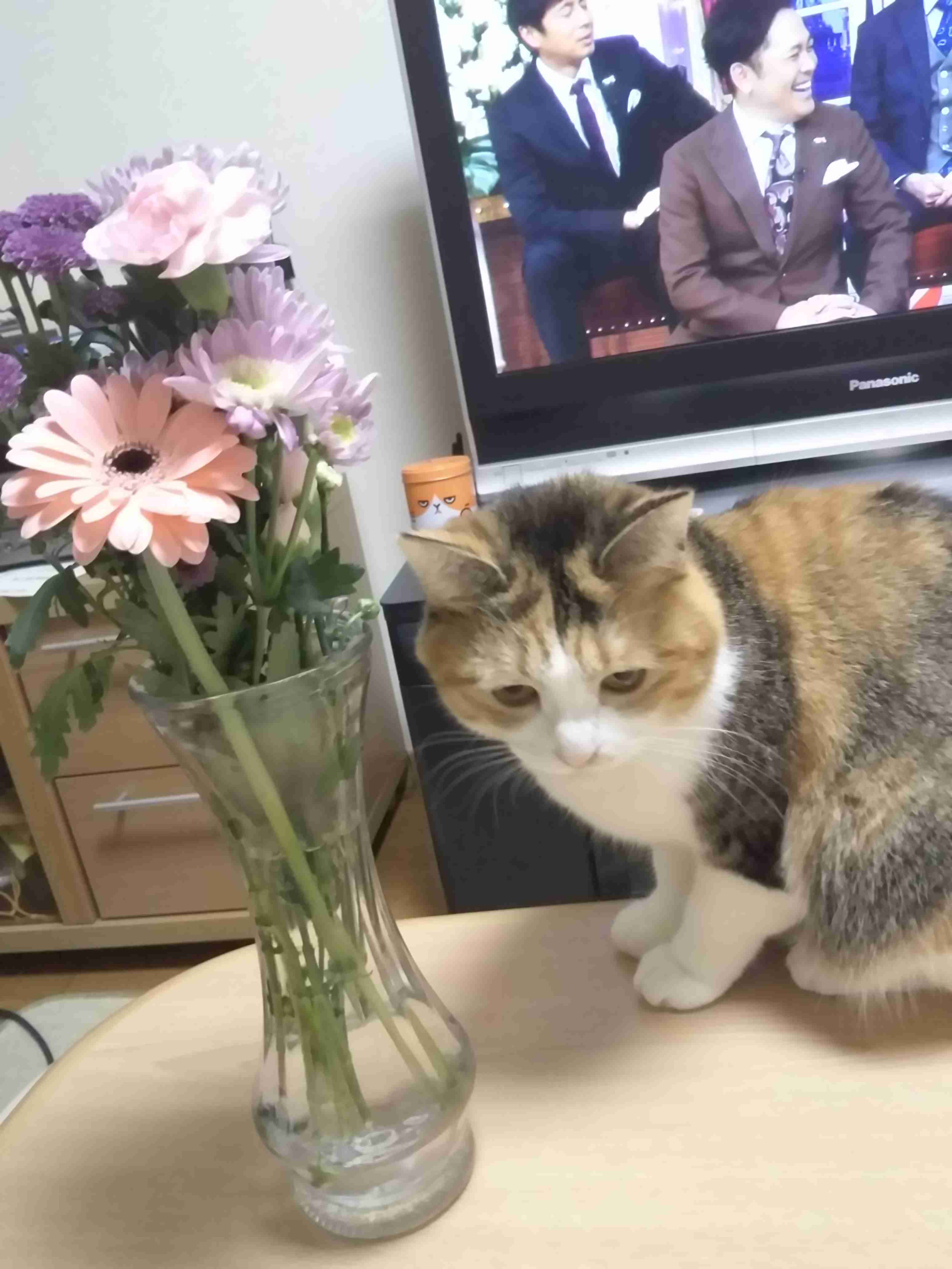 ガルちゃん猫カフェ15号店開店しました♪（初めての方も大歓迎！） 