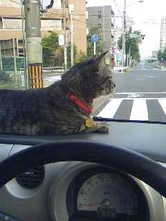 ガルちゃん猫カフェ15号店開店しました♪（初めての方も大歓迎！） 