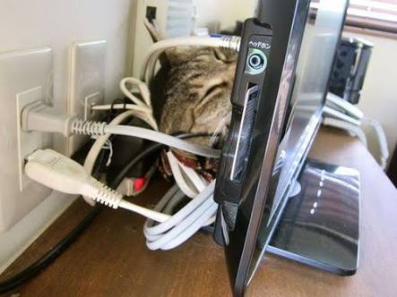 ガルちゃん猫カフェ15号店開店しました♪（初めての方も大歓迎！） 